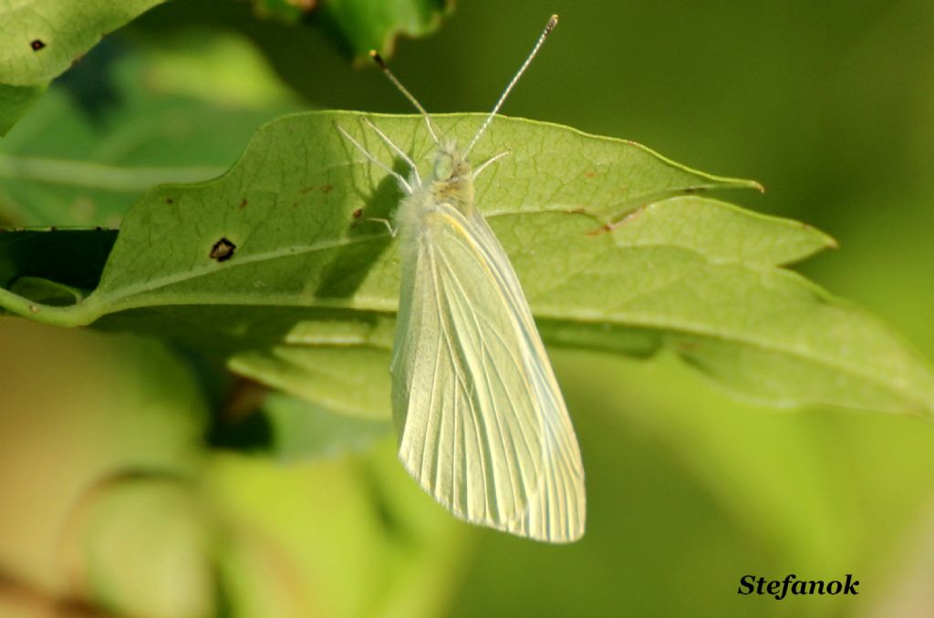 Id. Farfalla